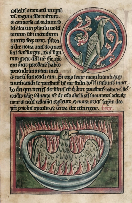 A phoenix biting a branch, and below, burning (Anonymous English illuminated manuscript, 13th century)